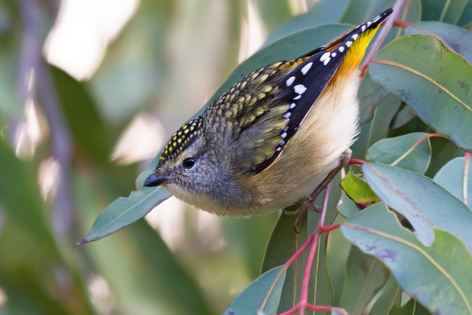 Spotted Pardalote (Pardalotus punctatus)